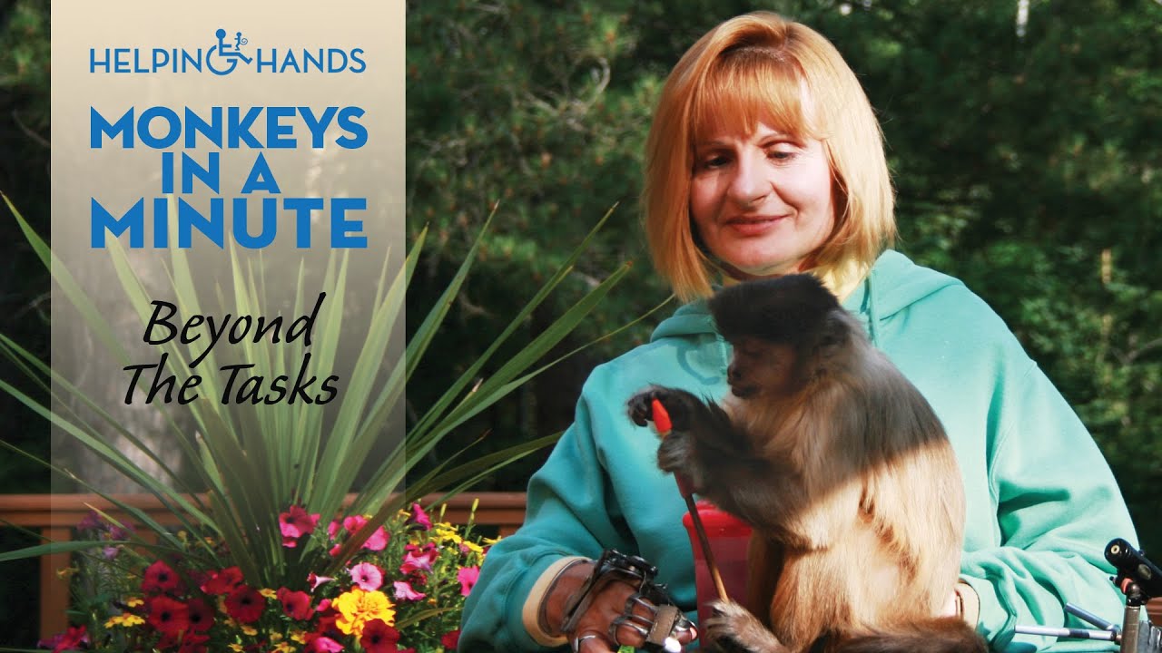 Sharing life with a service monkey - Monkeys in a Minute