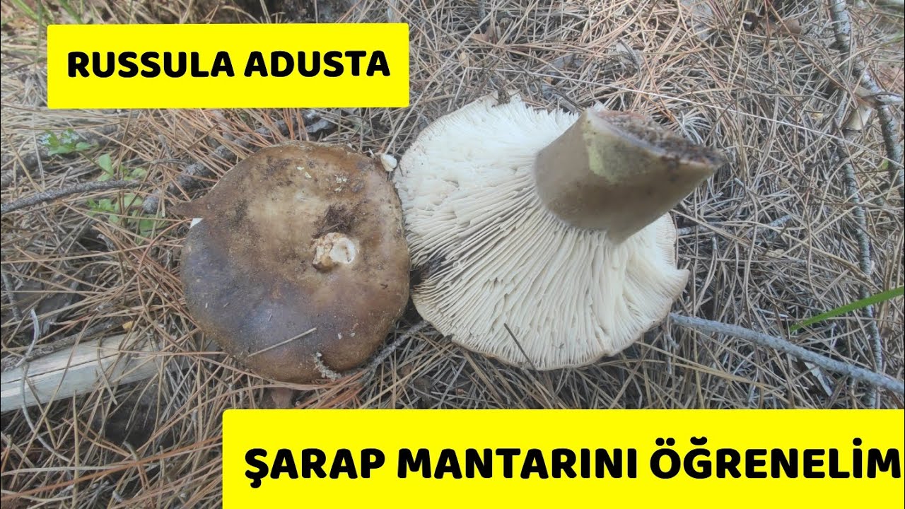 Russula Adusta (Şarap mantarı) İlk Defa G&ouml;rs&uuml;ğ&uuml;m Russula T&uuml;r&uuml; #Russulaadusta,#Şarapmantarı,#Russula