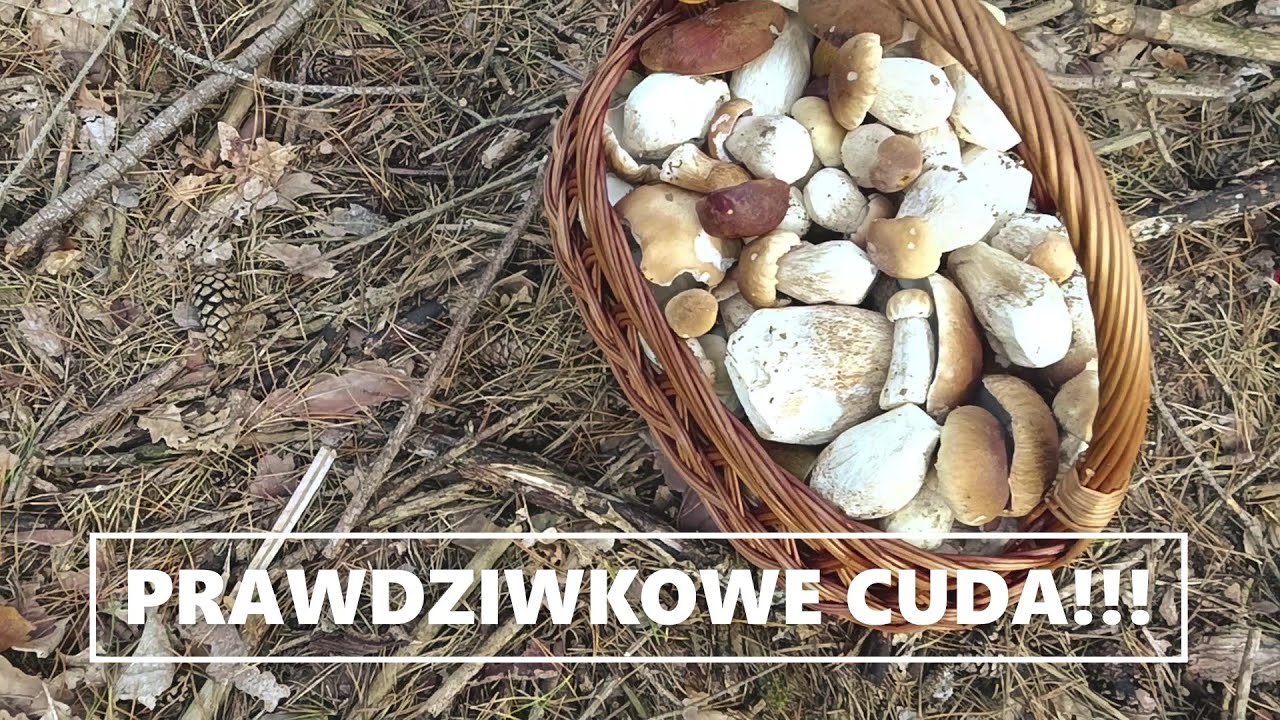 Prawdziwkowe cuda!!!
