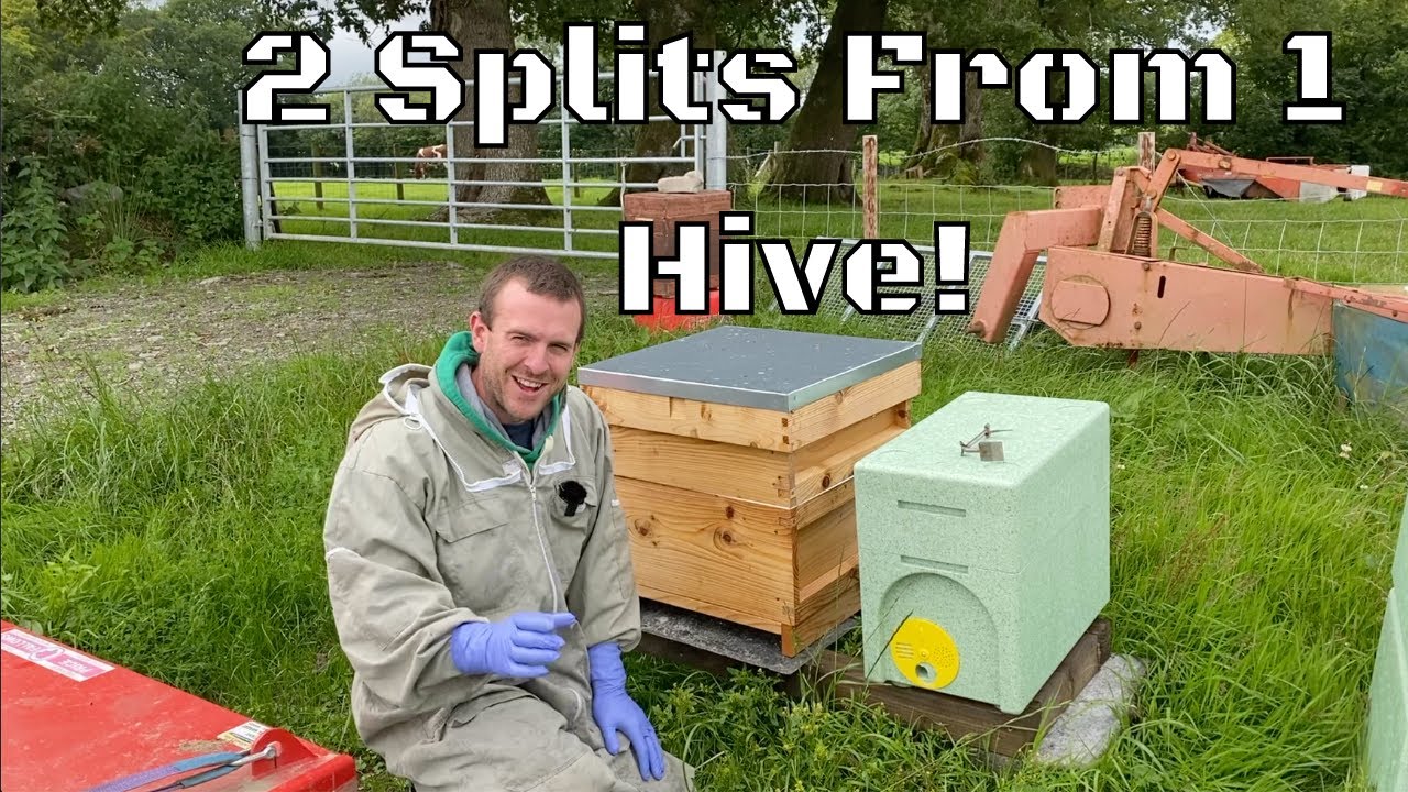 Making 2 Splits From 1 Hive Leaving You With 3 Beehives Using The BS Honey Bees 2 In 1 Nuc