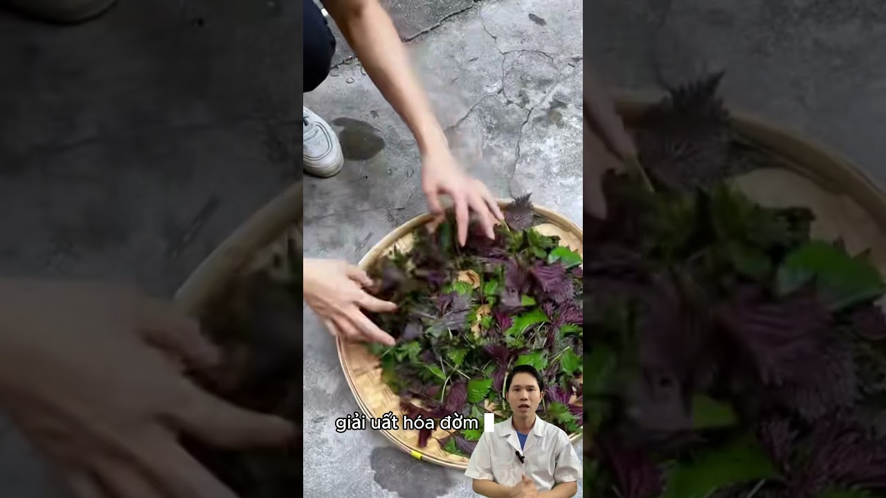 Tía tô giải cảm nhanh, không nên lạm dụng