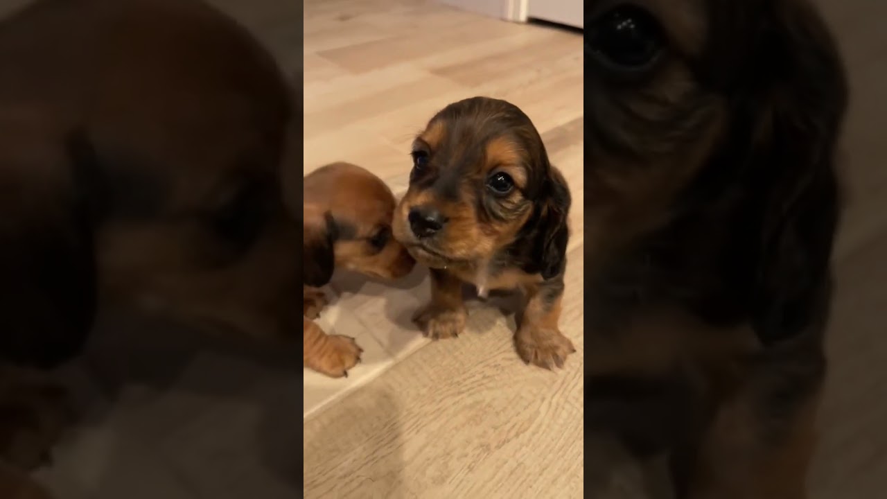 PUPPY CRYING 😢#shorts #petlover #dachshund #dachshundlover #baby #cute #adorable #smile