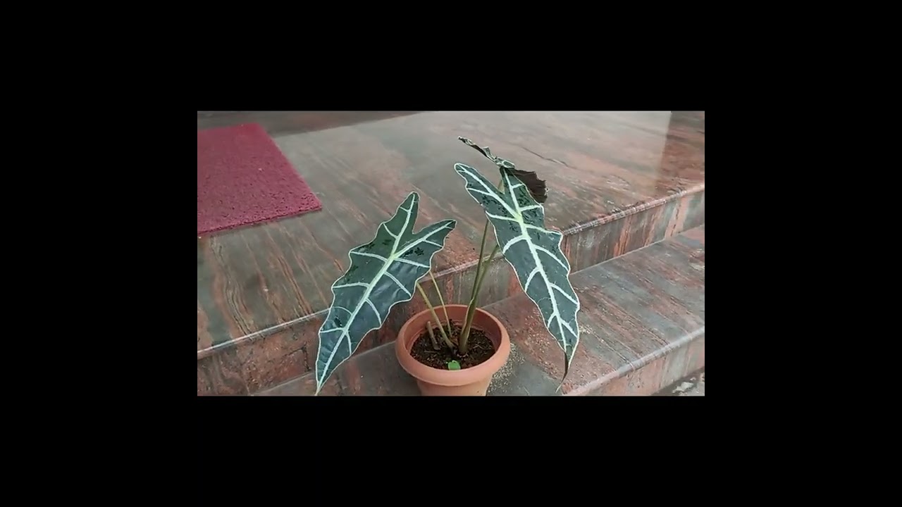 For Sale | Plants | Gardening 
