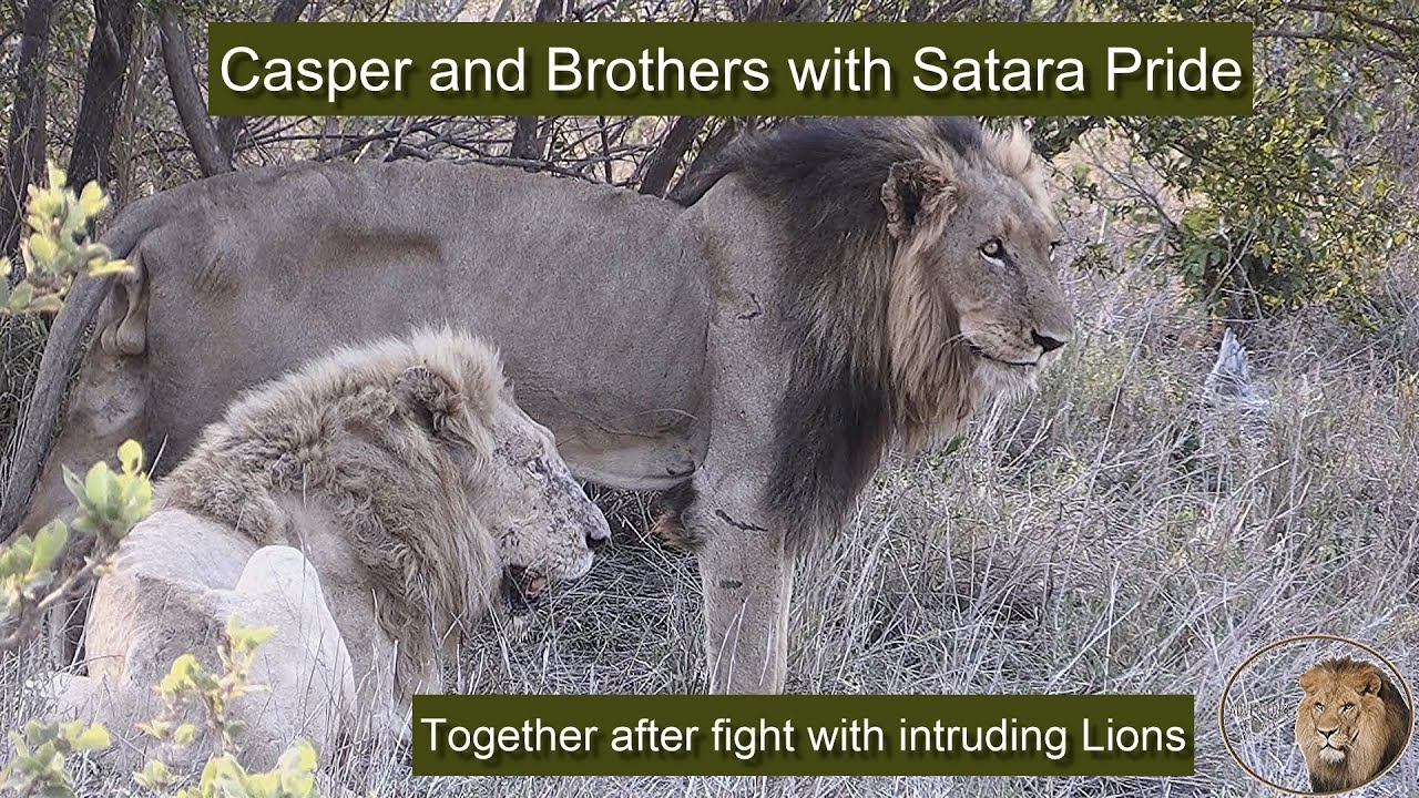 Satara Lion Pride With Casper The White Lion Finally Regroup After Fight