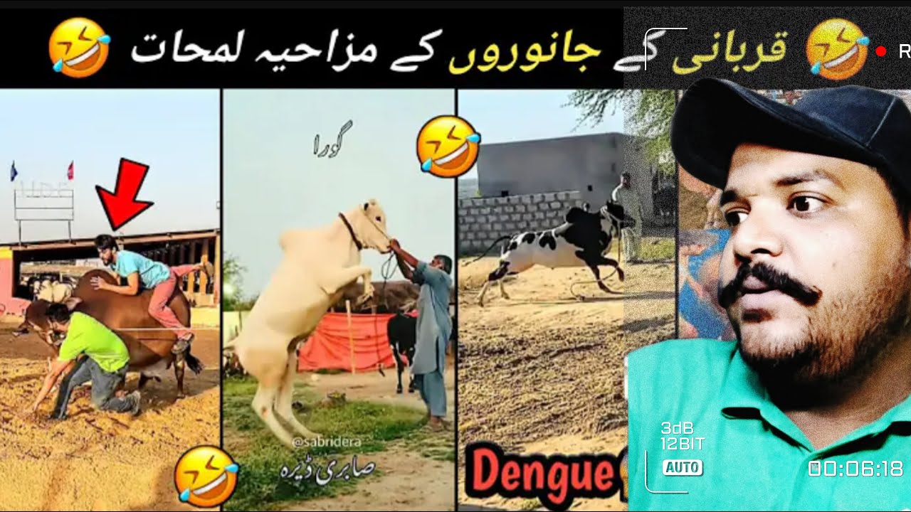 Dangerous qurbani moments 2025 🥺 || Eid UL Azha Funny Animals Attacks | Pakistan Reaction on