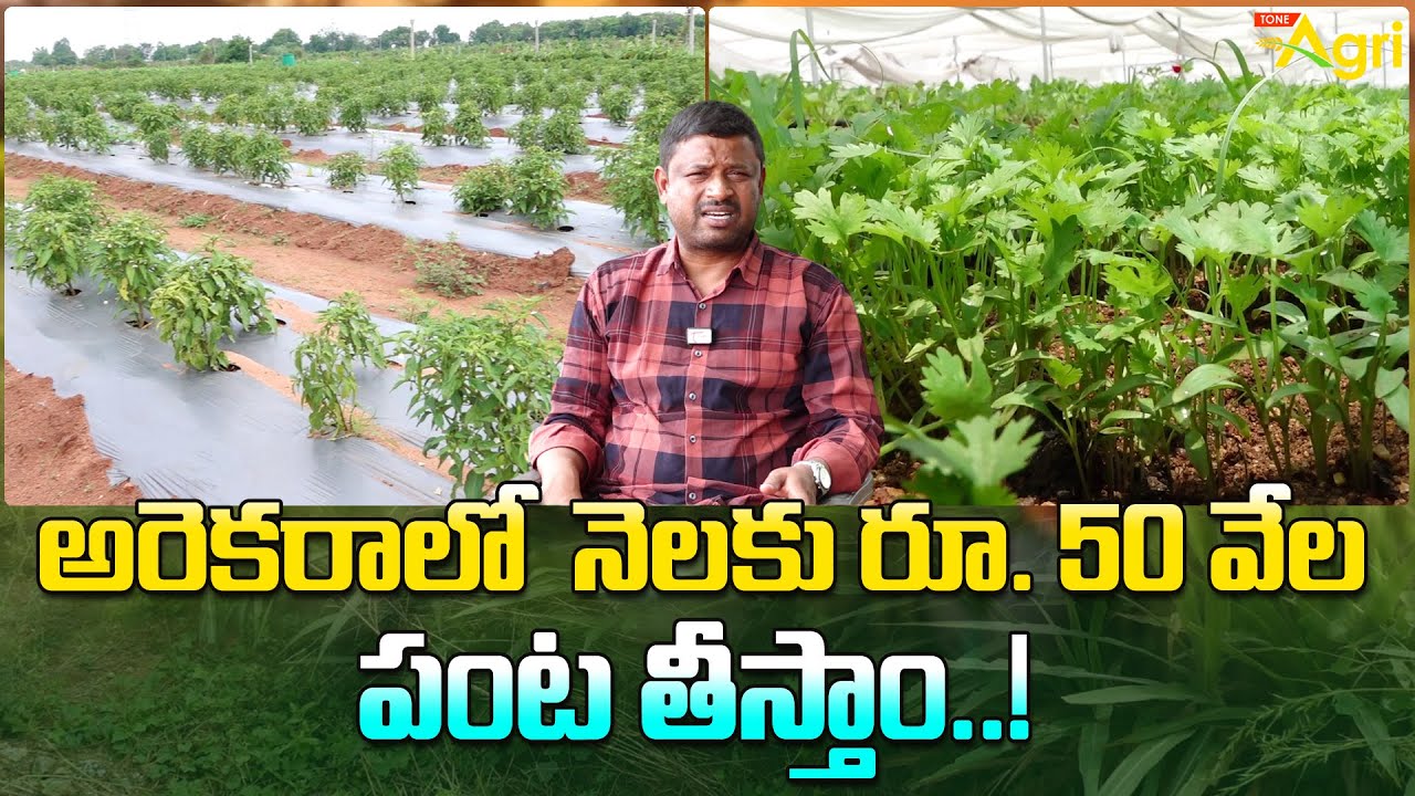 Leafy Vegetables Cultivation | అరెకరాలో నెలకు రూ.50 వేల పంట తీస్తాం..! Tone Agri