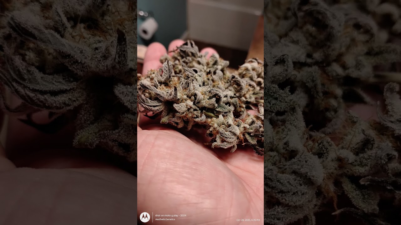 Cap Junky bud shots #aestheticgenetix #capjunky #plants #capulator #seedjunky #shorts