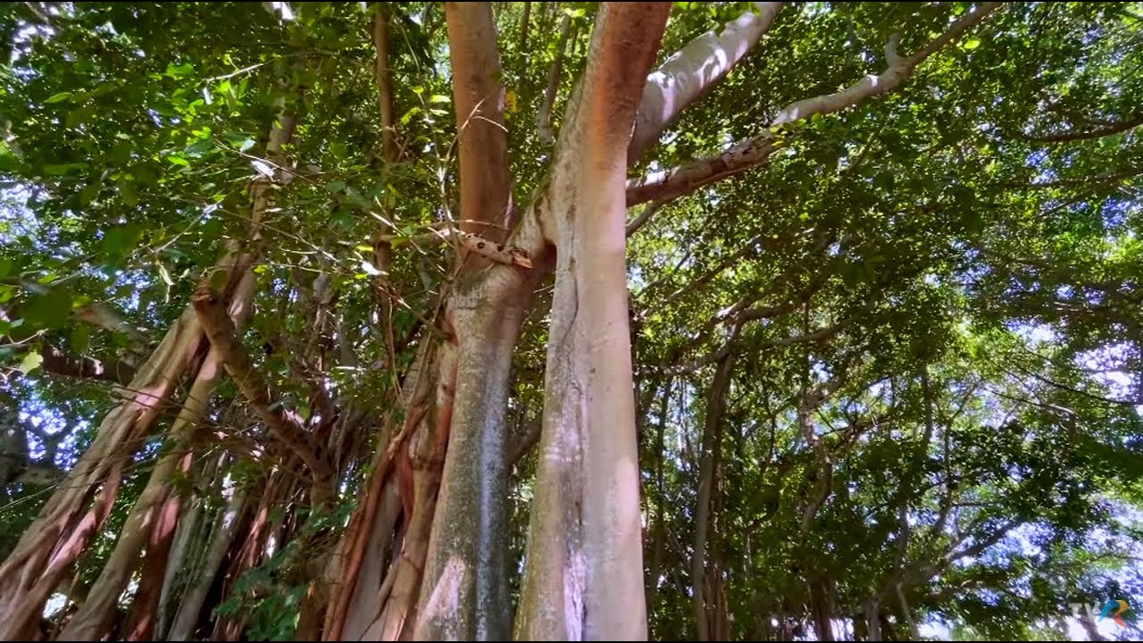 #SecretelePlantelor: Banianul, copacul-pădure (@TVR1)
