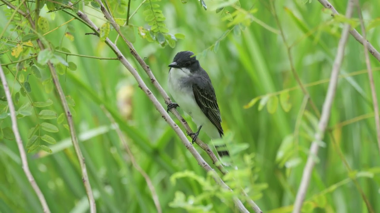 Eastern Kingbird