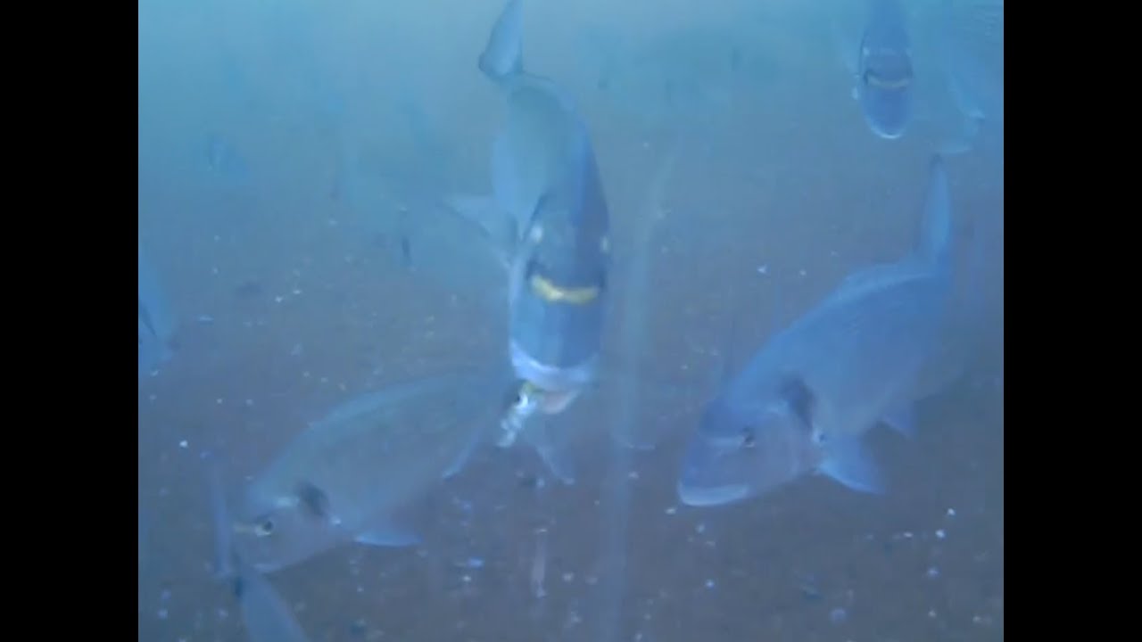 Pesca Orate a spinning. Incredibile ma vero!