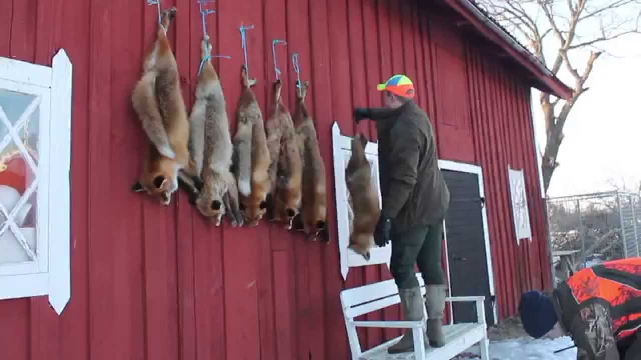 JAKTFEBER Klappjakt p&aring; r&auml;v, Del 2