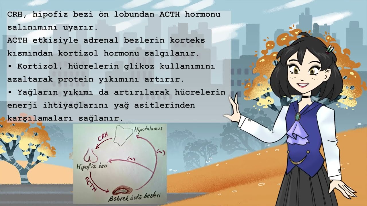 Böbrek üstü bezler ( adrenal bezler)- kortizol konusundan itibaren devam