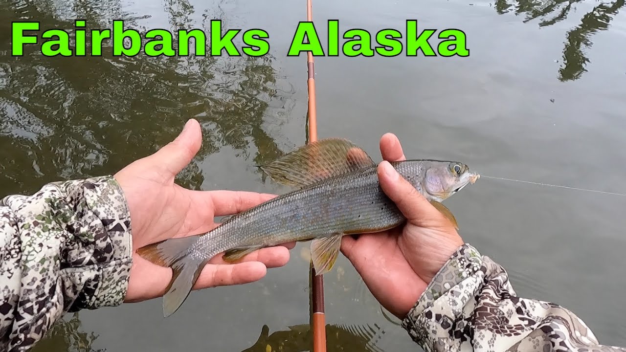 Not even 24hrs in Alaska and we caught Grayling in Fairbanks
