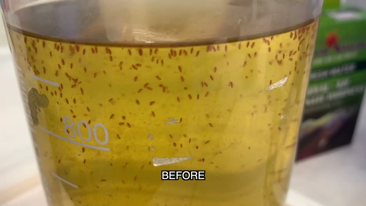 [TUTO] Réaliser une maintenance sur une culture de Daphnies