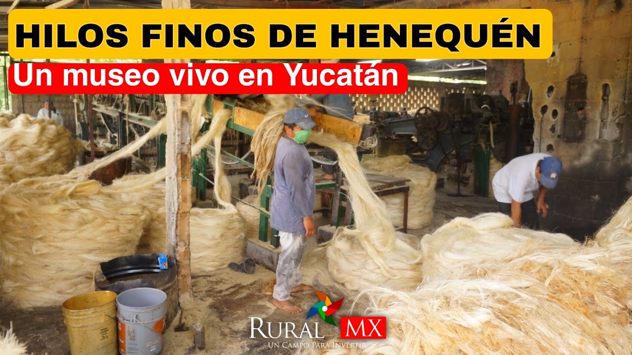 ¡El henequén sigue vivo! Visitamos Hilos Finos Yucatecos