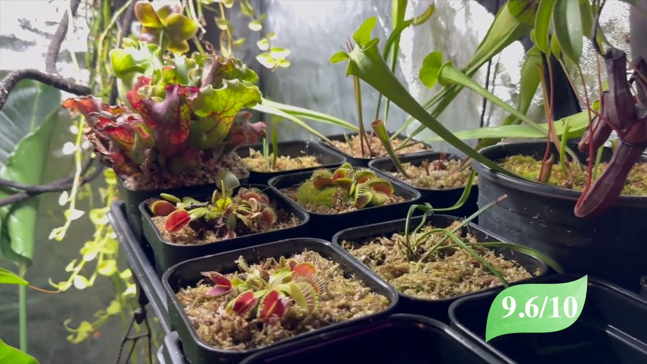 Vivosun Grow Tent Review #plants #indoorplants #carnivorousplants