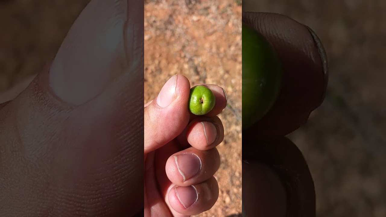 Caída de aceituna por prays carpofaga(tercera generación)se suma a la sequia 