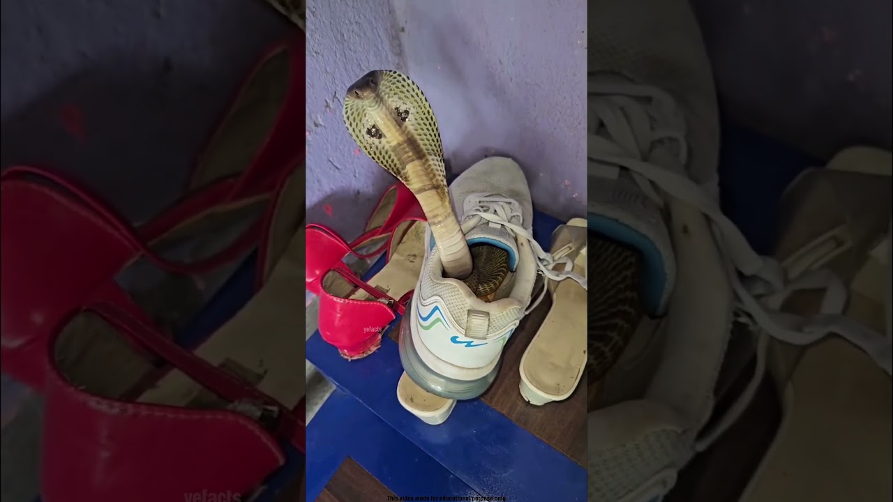 Cobra Snake Inside Shoes 😱 #viralvideo #shortvideo #snake #facts