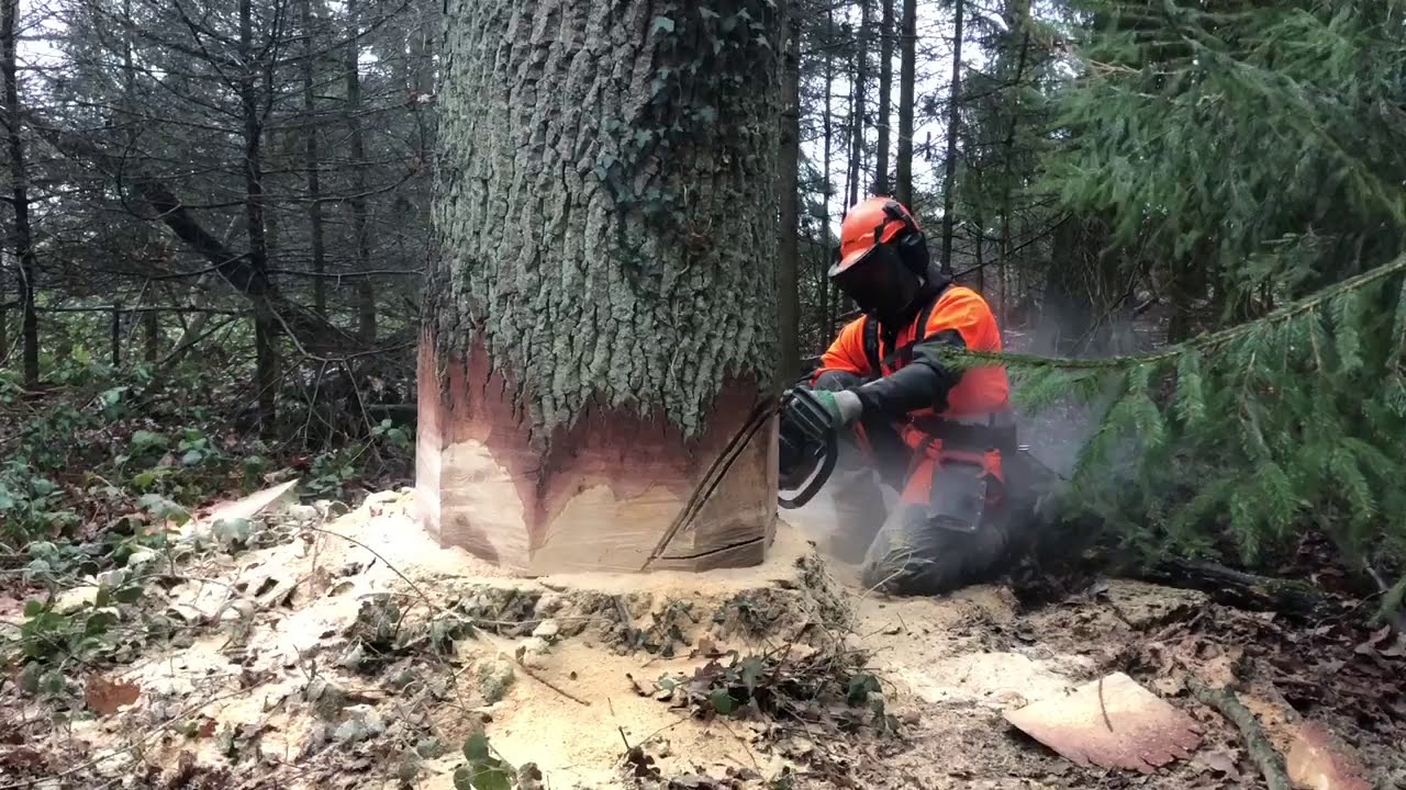 Logging Compilation [Holzernte im Eichenwald]