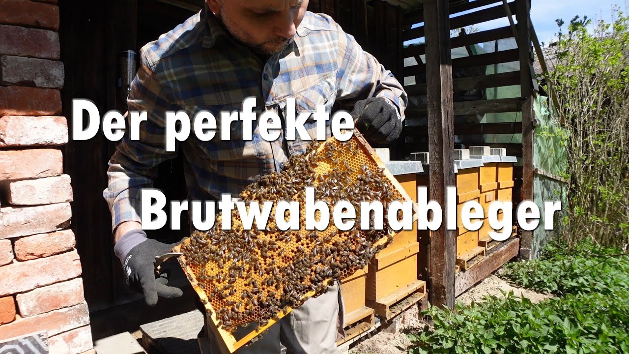 Der perfekte Brutwabenableger !