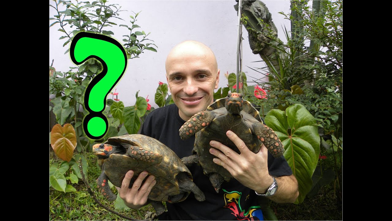 Existem diferenças entre tartarugas, cágados e jabutis? Muitas pessoas acham que sim.