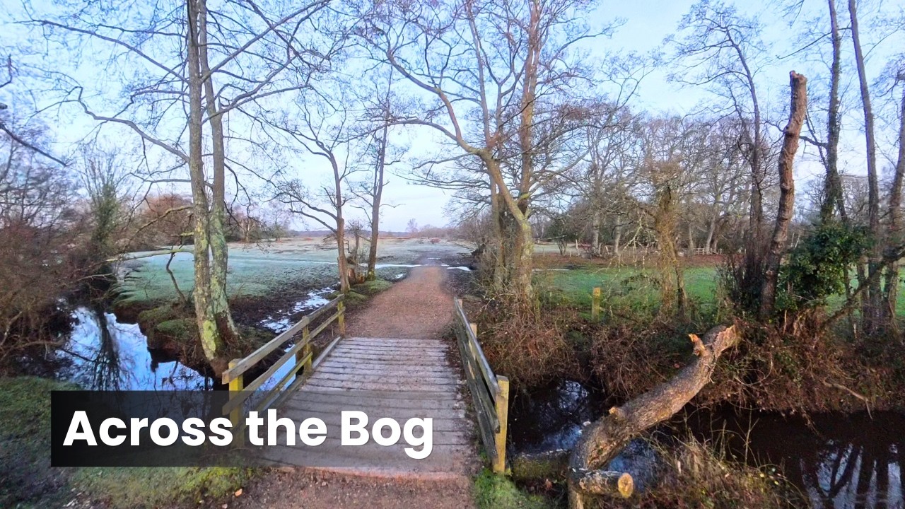 New Forest Walk - Matley Bog Inclosure - Winter Sunrise