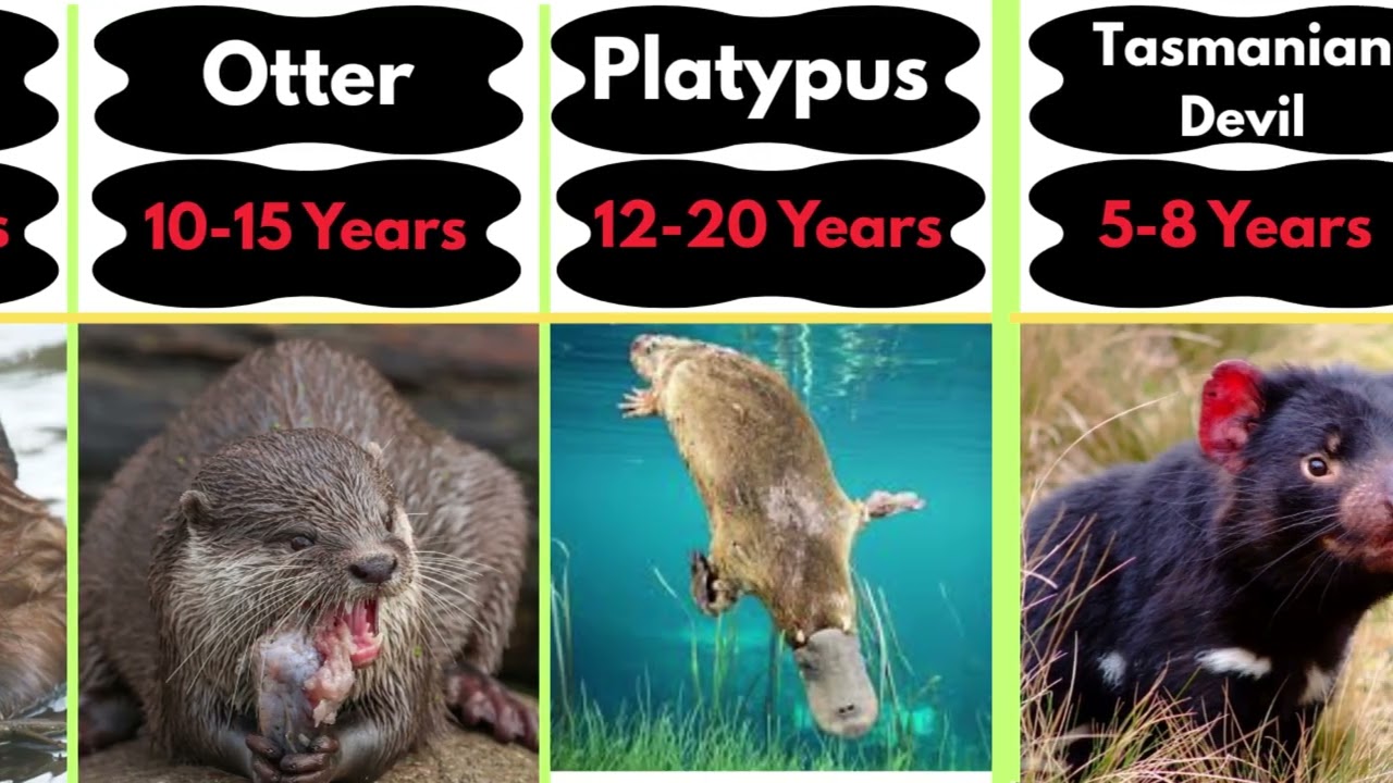 100 Animals, from the Shortest to the Longest Lifespan