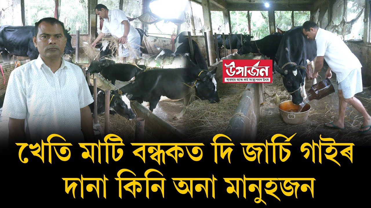 খেতি মাটি বন্ধকত দি জাৰ্চি গাইৰ দানা কিনি অনা মানুহজন
