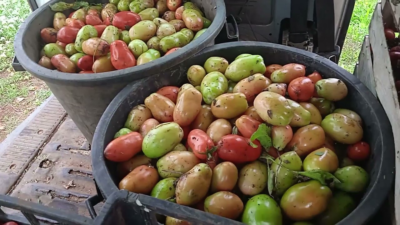 Raccolta e lavaggio dei pomodori