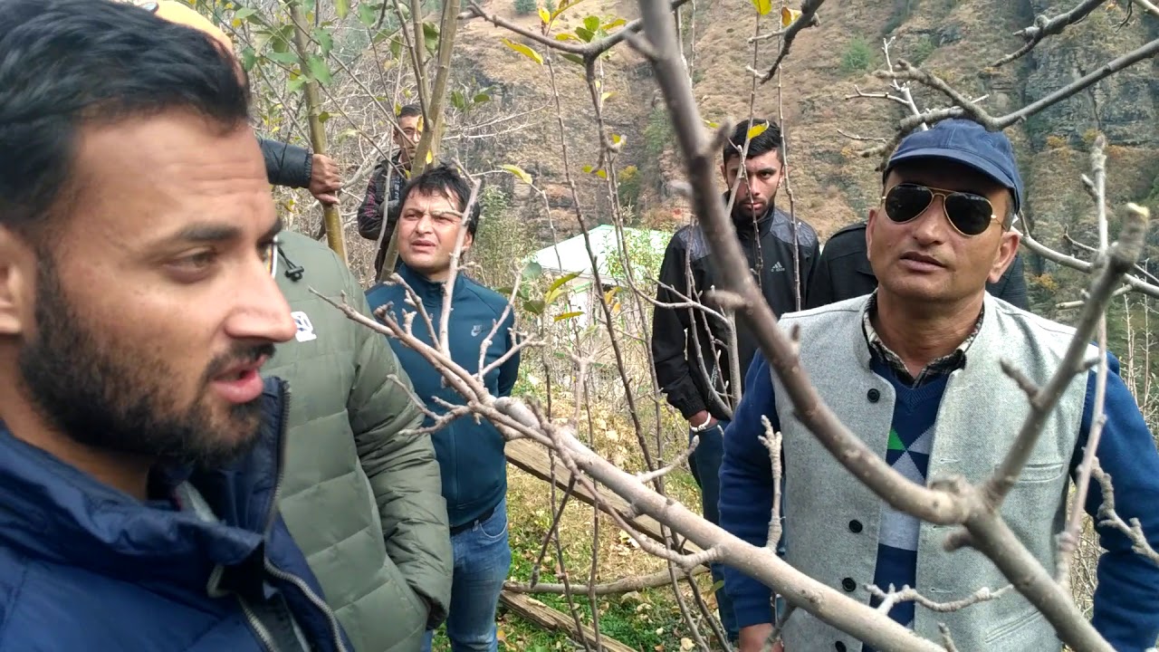 Pruning Camp at Sh Pankaj Negi's Orchard