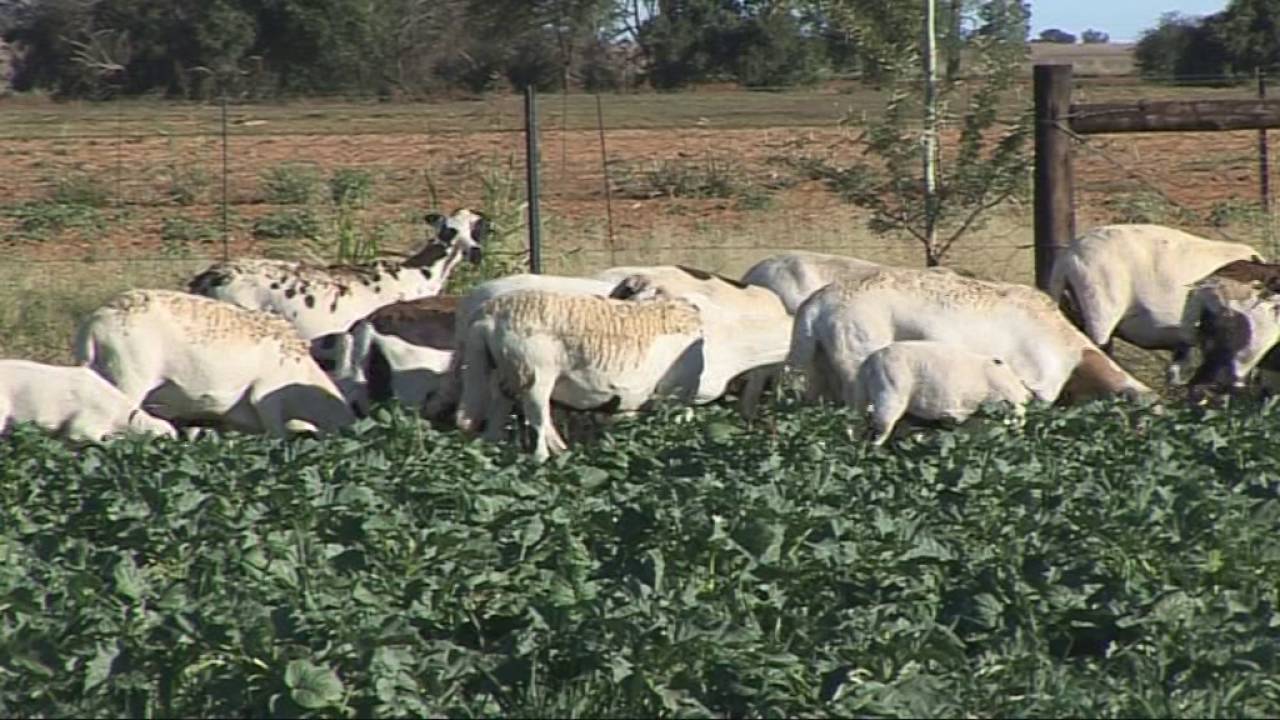 Meatmaster Sheep Society Video 1, Chapter 2, Johnny Morrison.