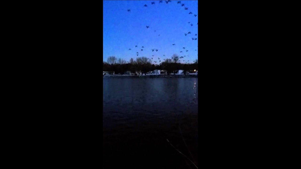 Green laser clearing a lake full of geese
