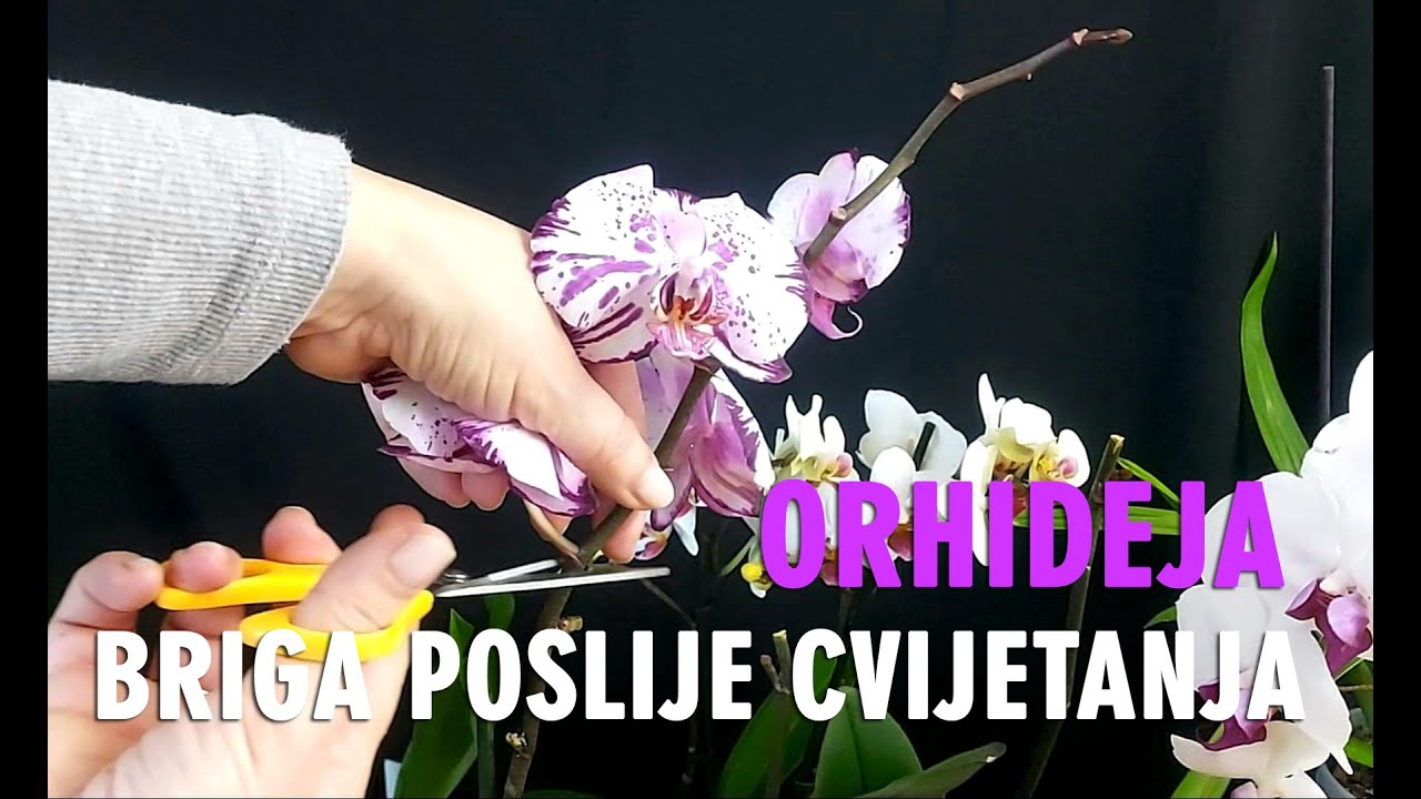 ORHIDEJA - Što kad padnu cvjetovi - PRIPREMA NA NOVU SEZONU CVATNJE - Za početnike