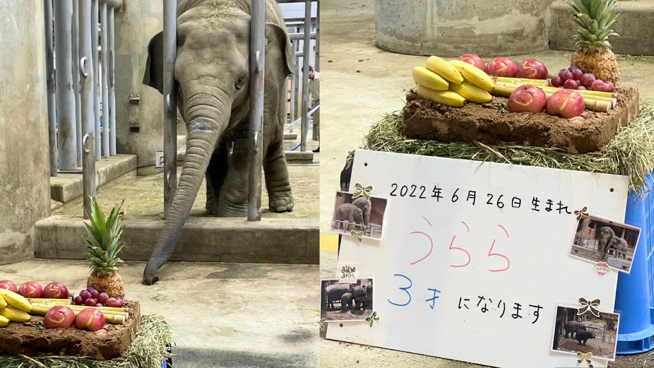 うらら誕生日会🎂3歳🎉笑いとパイナップルの香りに包まれるアジアゾウ舎🍍【東山動植物園】