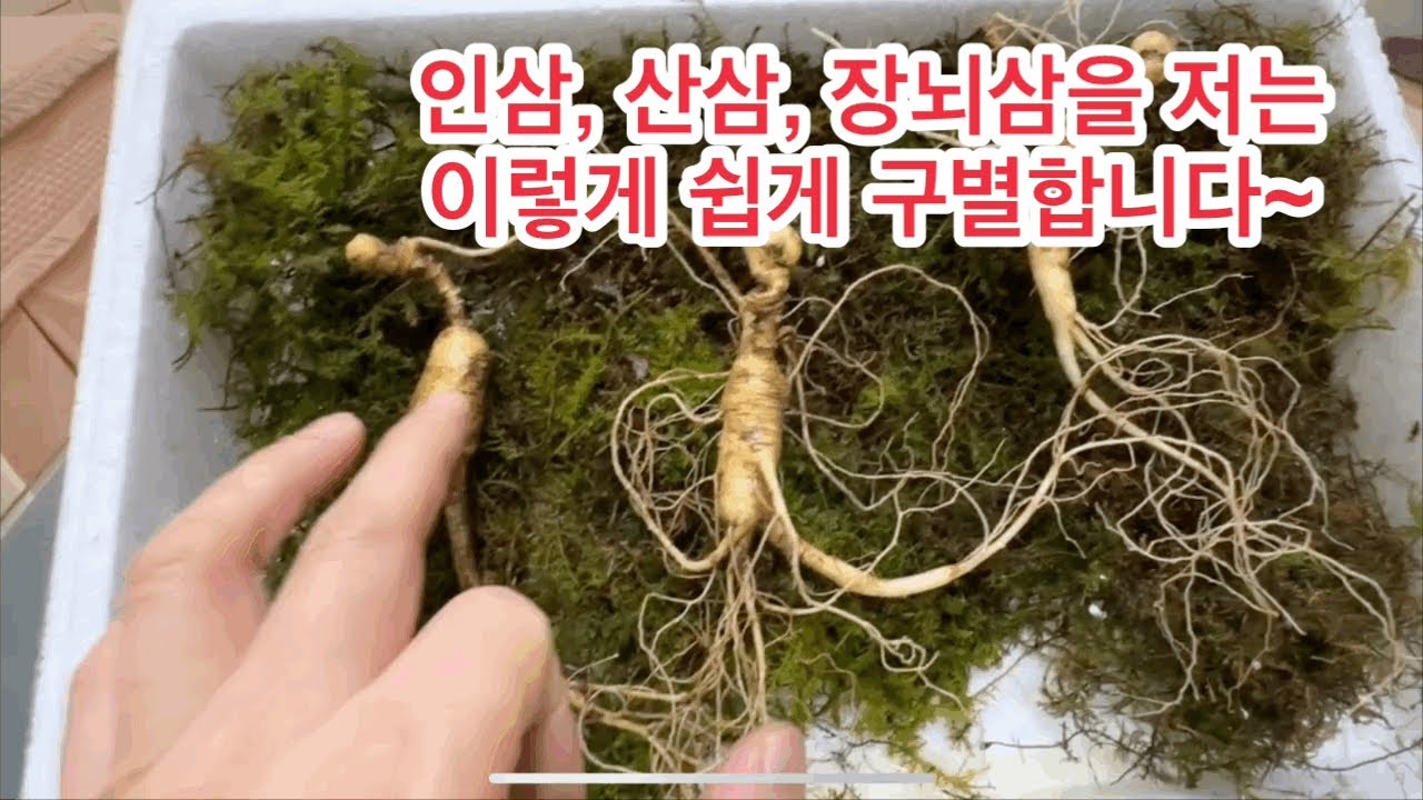 간단하지만 기본적인 인삼 장뇌삼 산삼 구별법