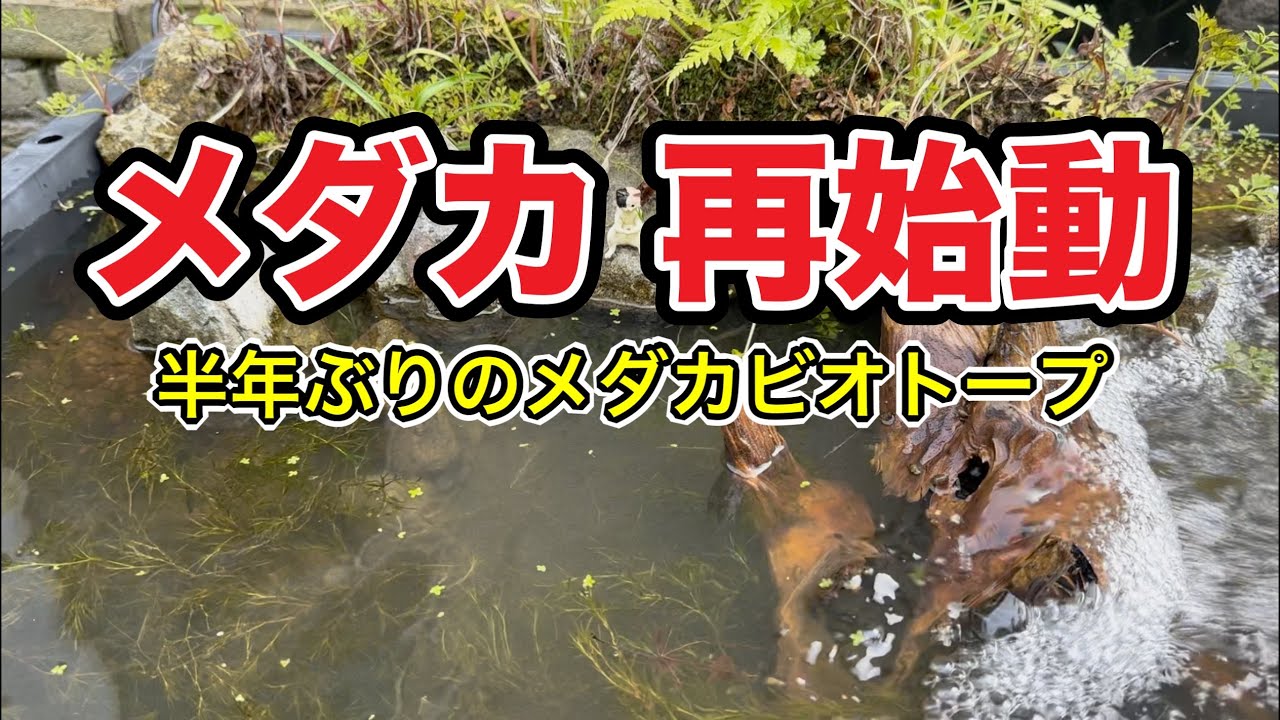 メダカ再始動！半年ぶりのメダカのビオトープ