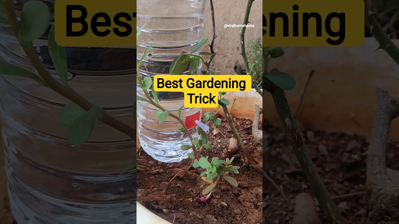 Homemade Drip Irrigation Trick | Automatic Plant Watering System #howto #gardeningtips #tips #tricks