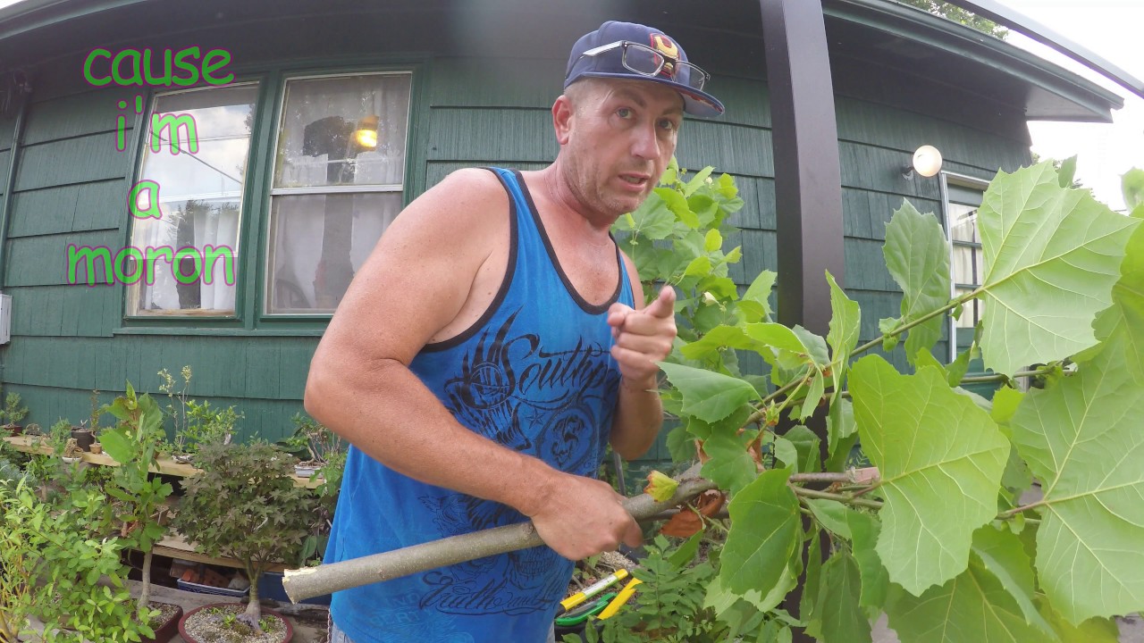 insane sycamore bonsai tree how to prune to promote back budding