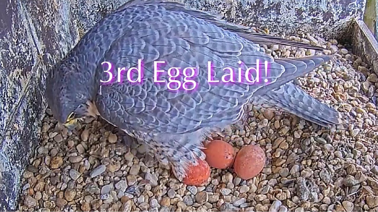 #2🦅Amersfoort🇳🇱Falcon Nest 2026／Joris💗1PF／by OLV Toren