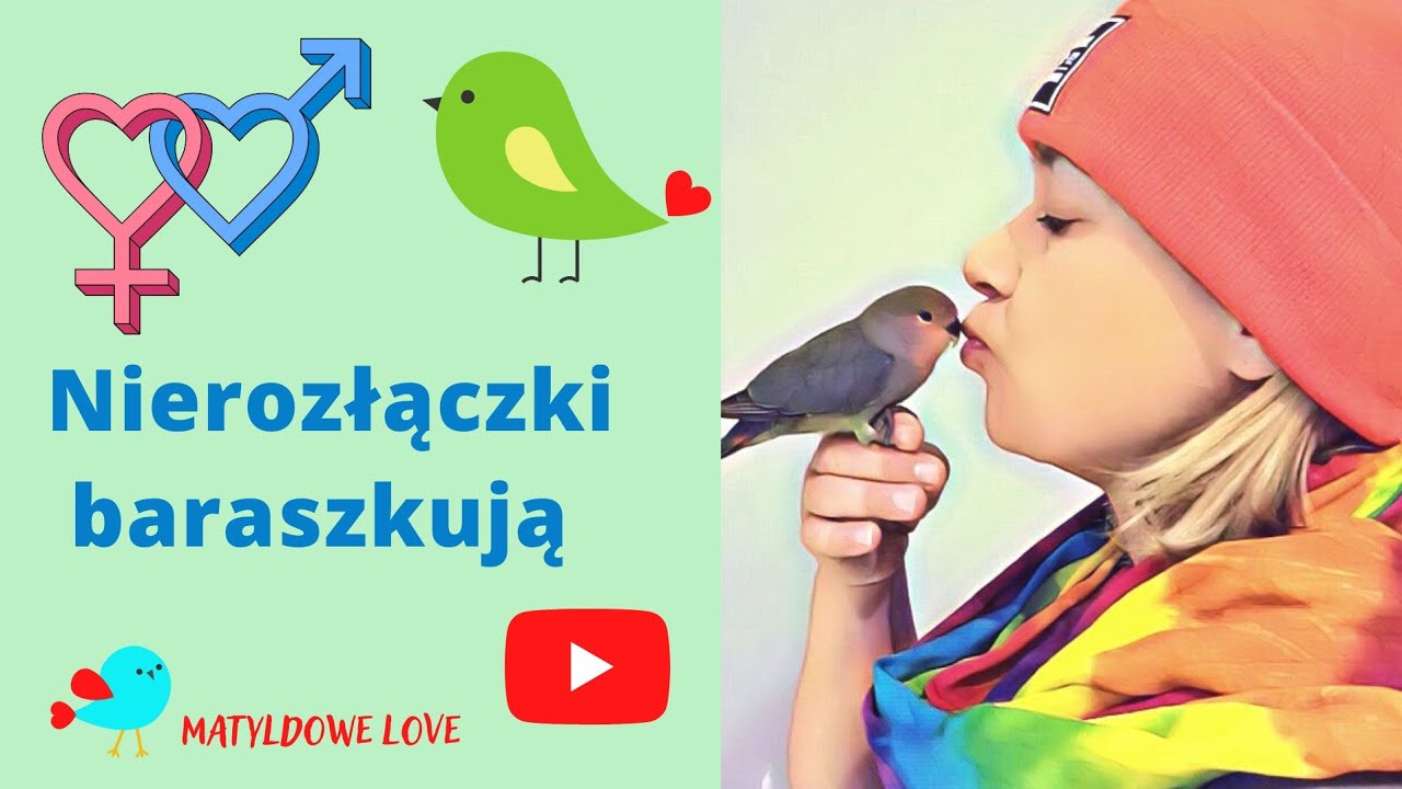 Nierozłączki baraszkują. O spaniu, gniazdowaniu, budkach, jajkach... i KOCYKU.