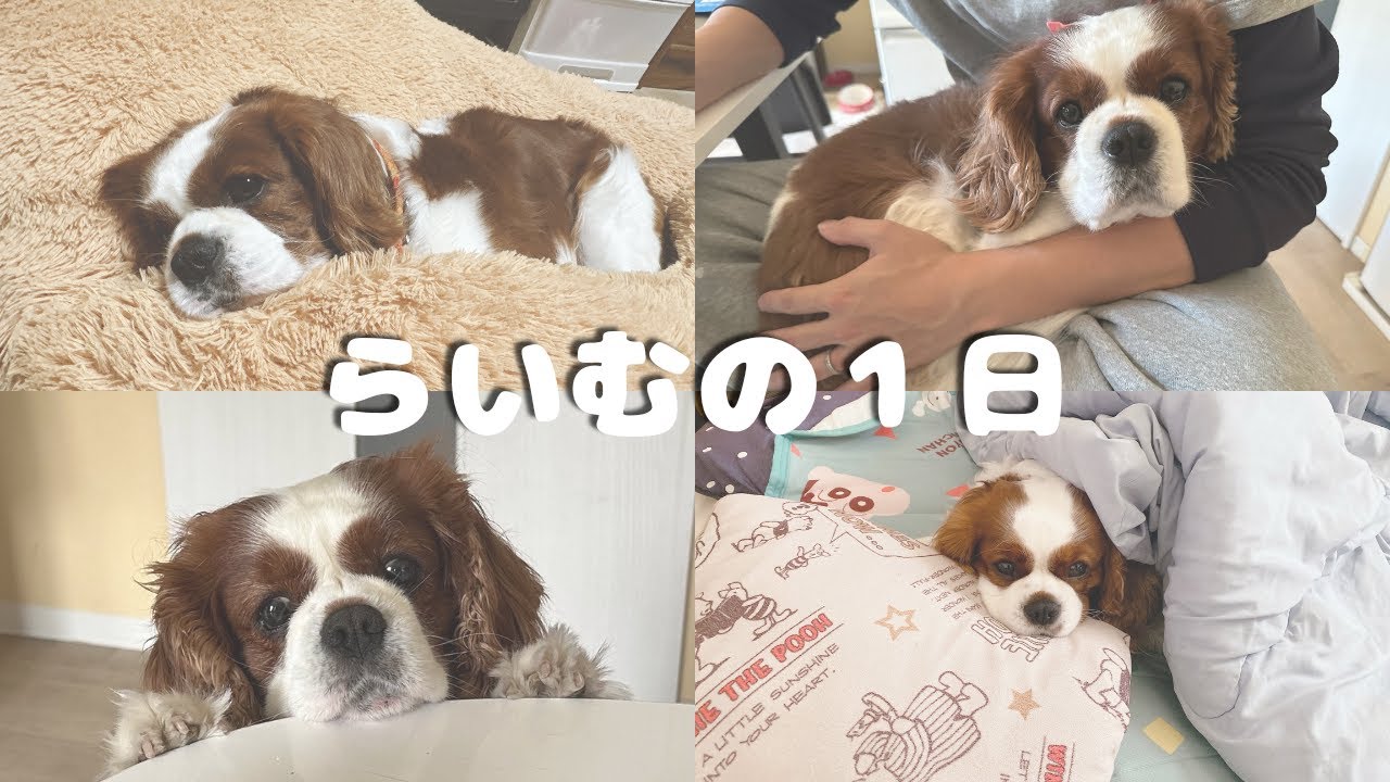 キャバリアのある日常。らいむと過ごす癒しの１日