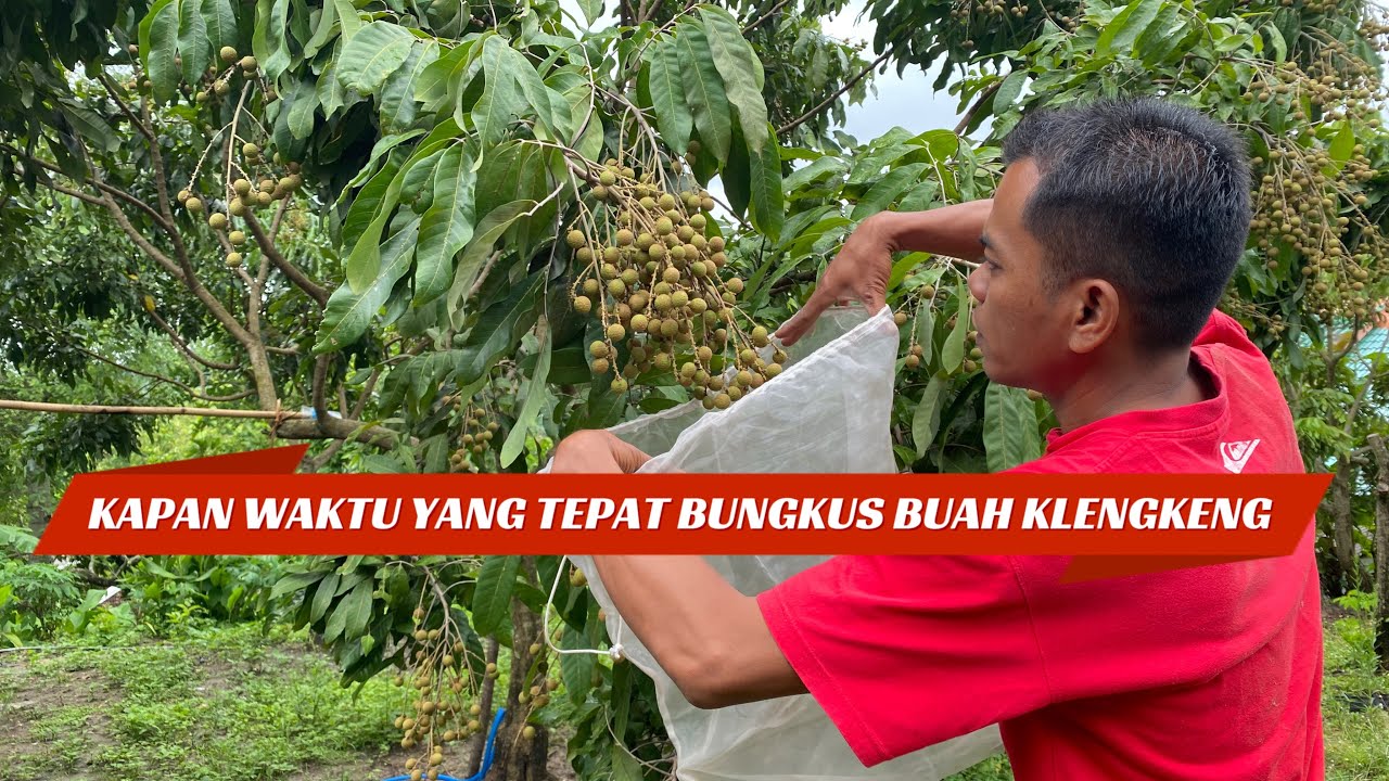 Cara Membungkus Buah Klengkeng Yang Benar Agar Aman Dari Hama Kelelawar #klengkeng