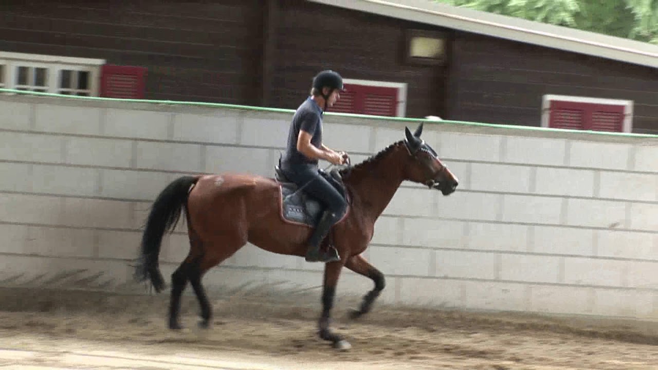 Lezioni Equitazione - Cavallo di 4 anni - Prime nozioni per il lavoro in sella