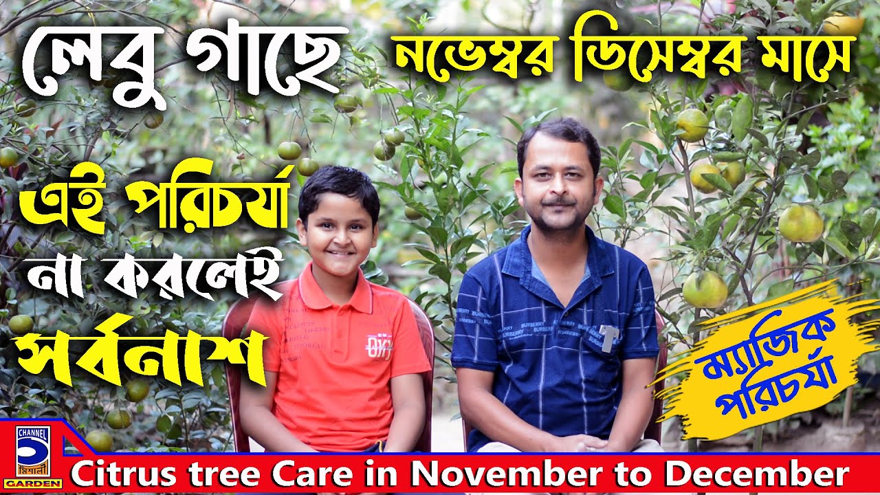 লেবু গাছে নভেম্বর ডিসেম্বর মাসের পরিচর্যা ! Citrus tree Care in November to December !