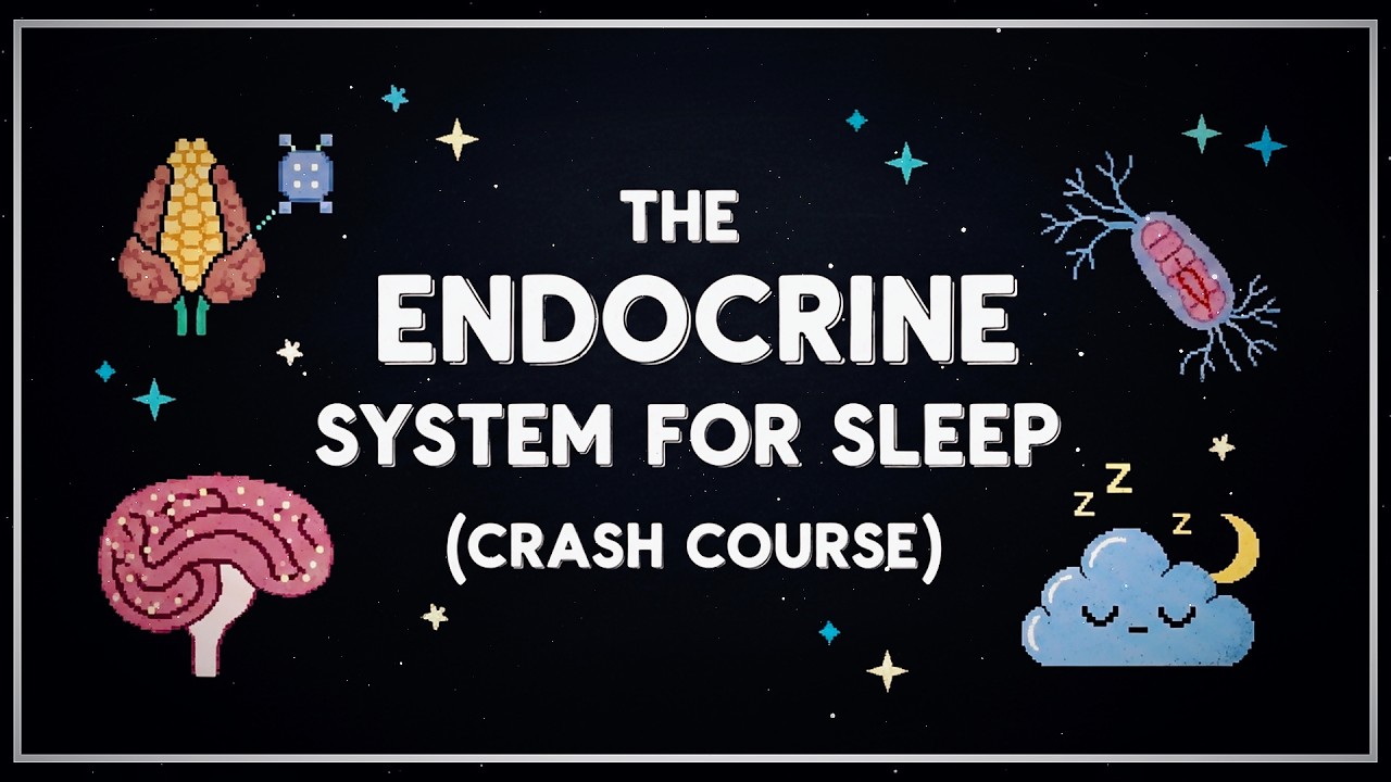 Endocrine System Anatomy and Physiology To Fall Asleep To