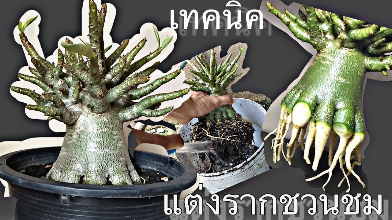 เทคนิคการแต่งรากชวนชม