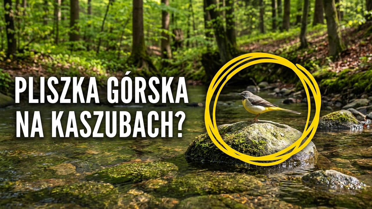 Śladami pliszki górskiej