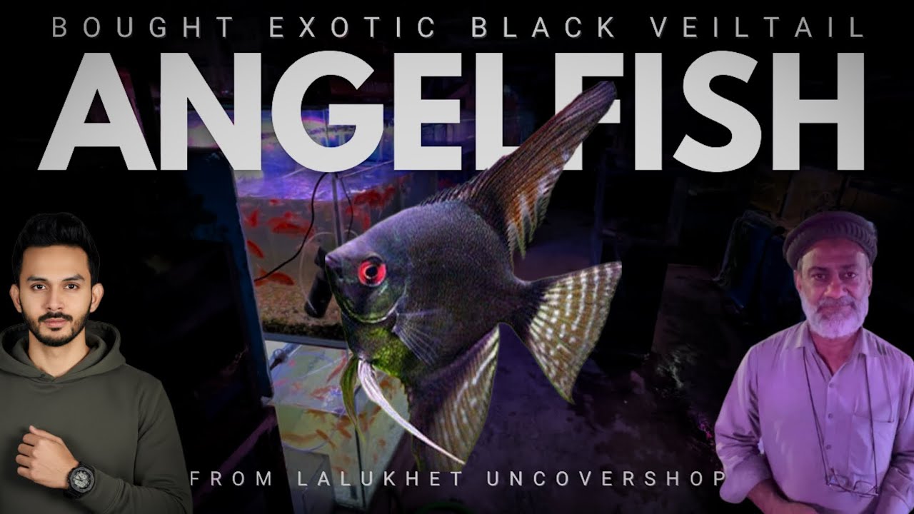 I Bought So Many Highfin Veiltail Black Angelfish From UNDERRATED Lalukhet Shop - Imran’s World