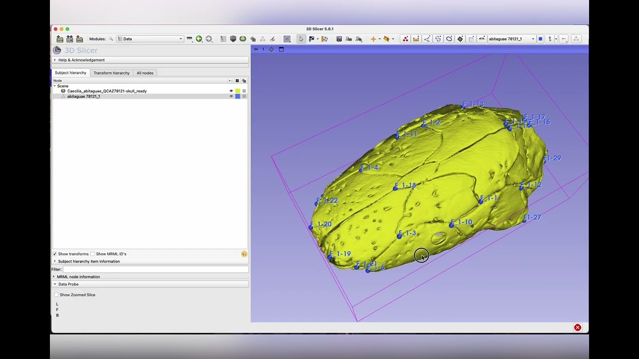 Automatizando la ubicación de landmarks en morfometría geométrica usando ALPACA 3D-slicer