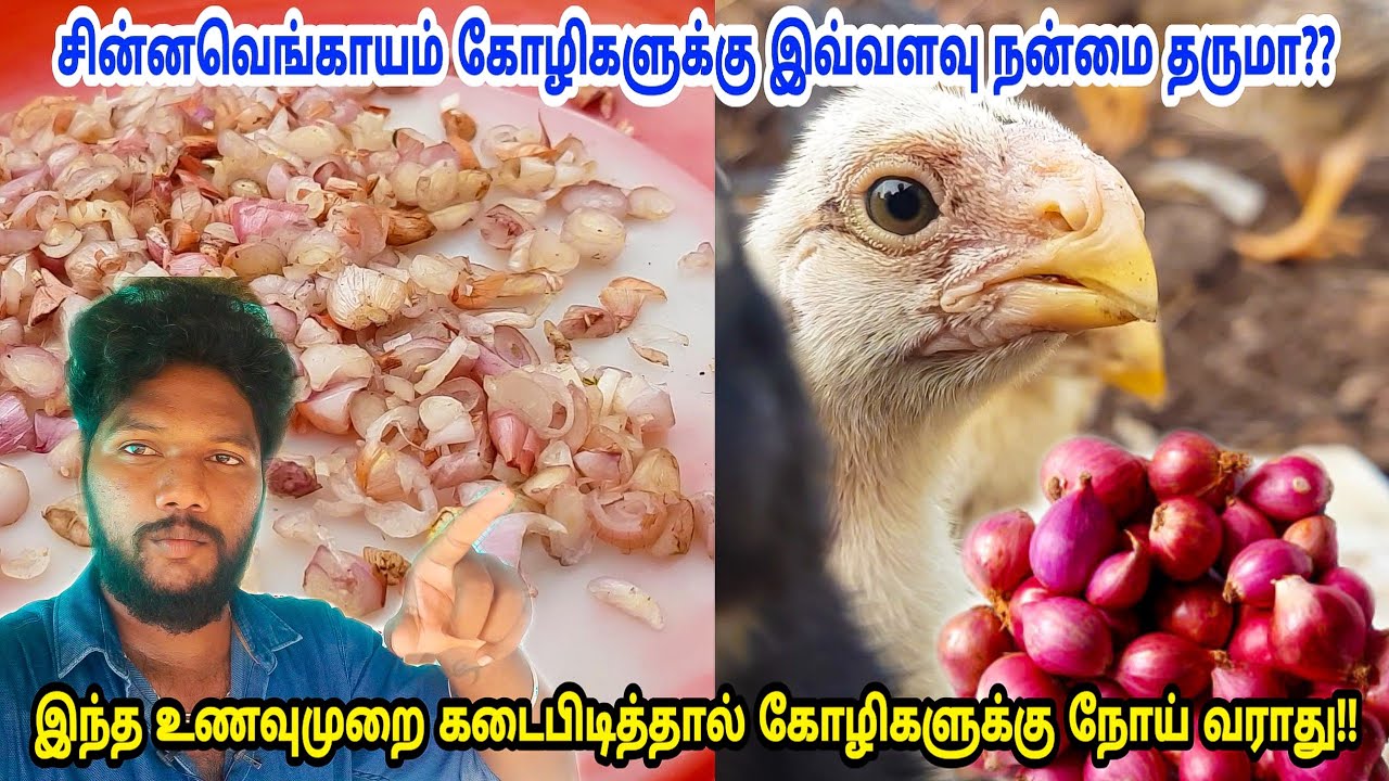 சின்ன வெங்காயம் உங்கள் கோழிகளுக்கு கொடுங்க- 100% Antioxidant |நோய் கோழிகிட்டயே வராது |